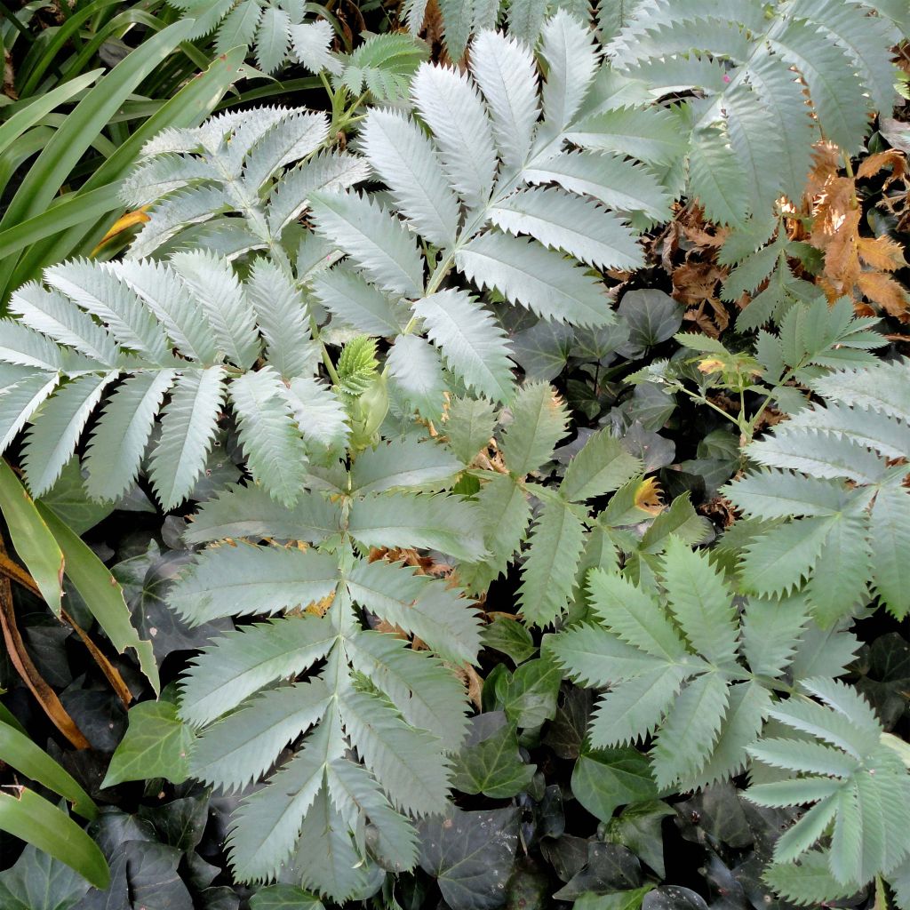 Melianthus major - Honigstrauch