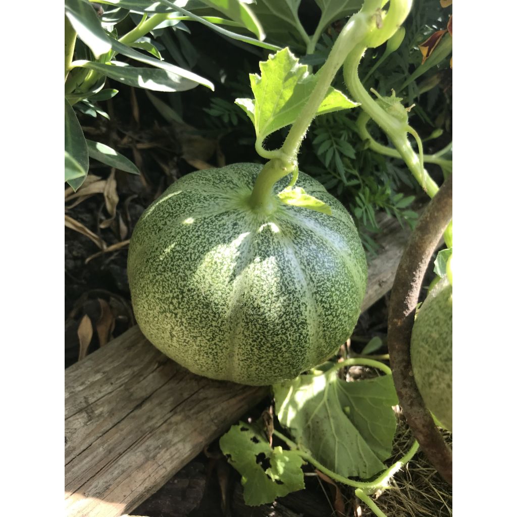 Melone Petit gris de Rennes