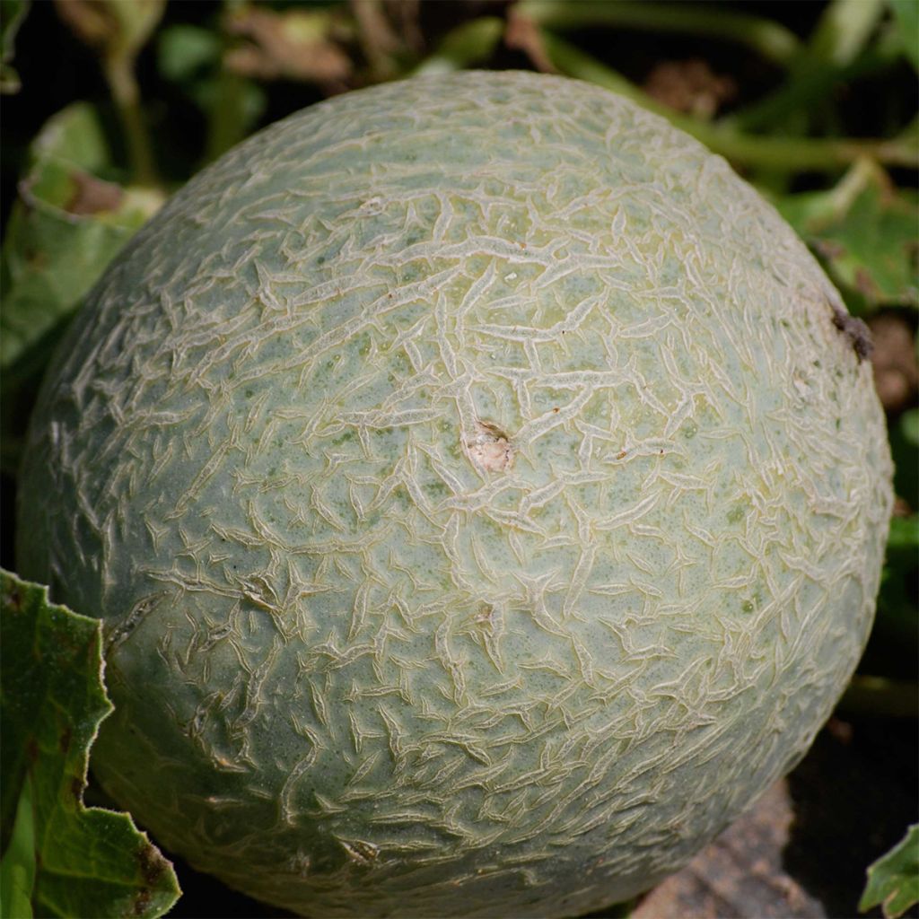 Melone Sucrin de Tours Bio - Ferme de Sainte Marthe