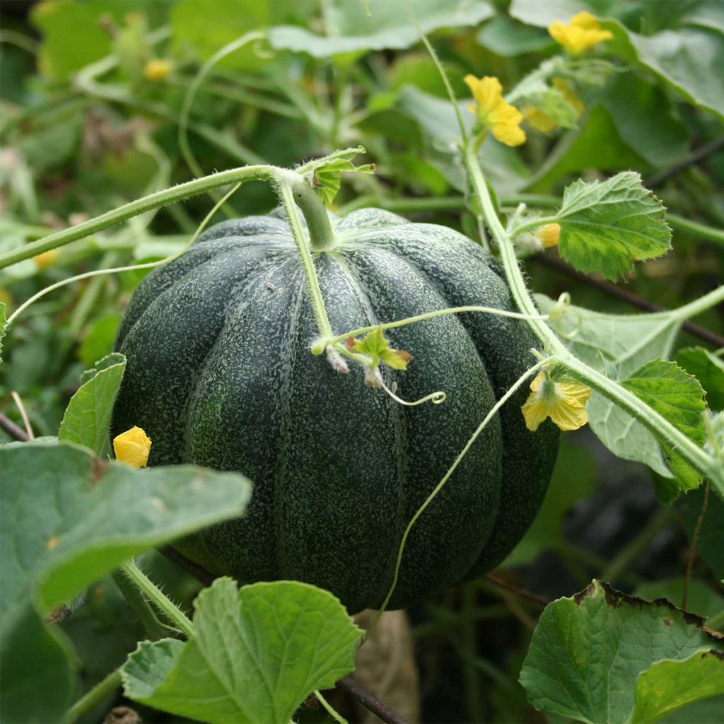 Melone vert grimpant Bio - Ferme de Sainte Marthe