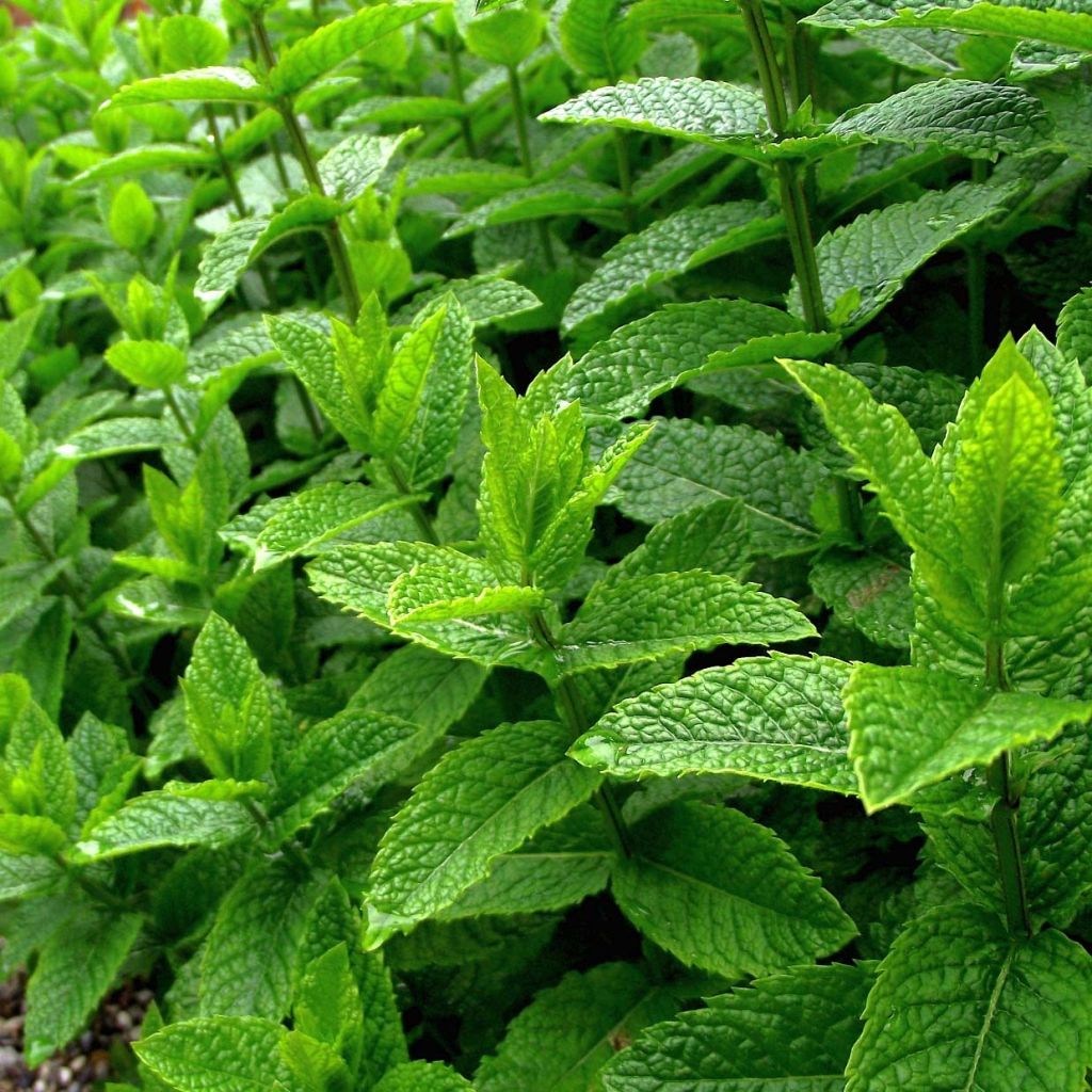 Pfefferminze Bio - Mentha piperita