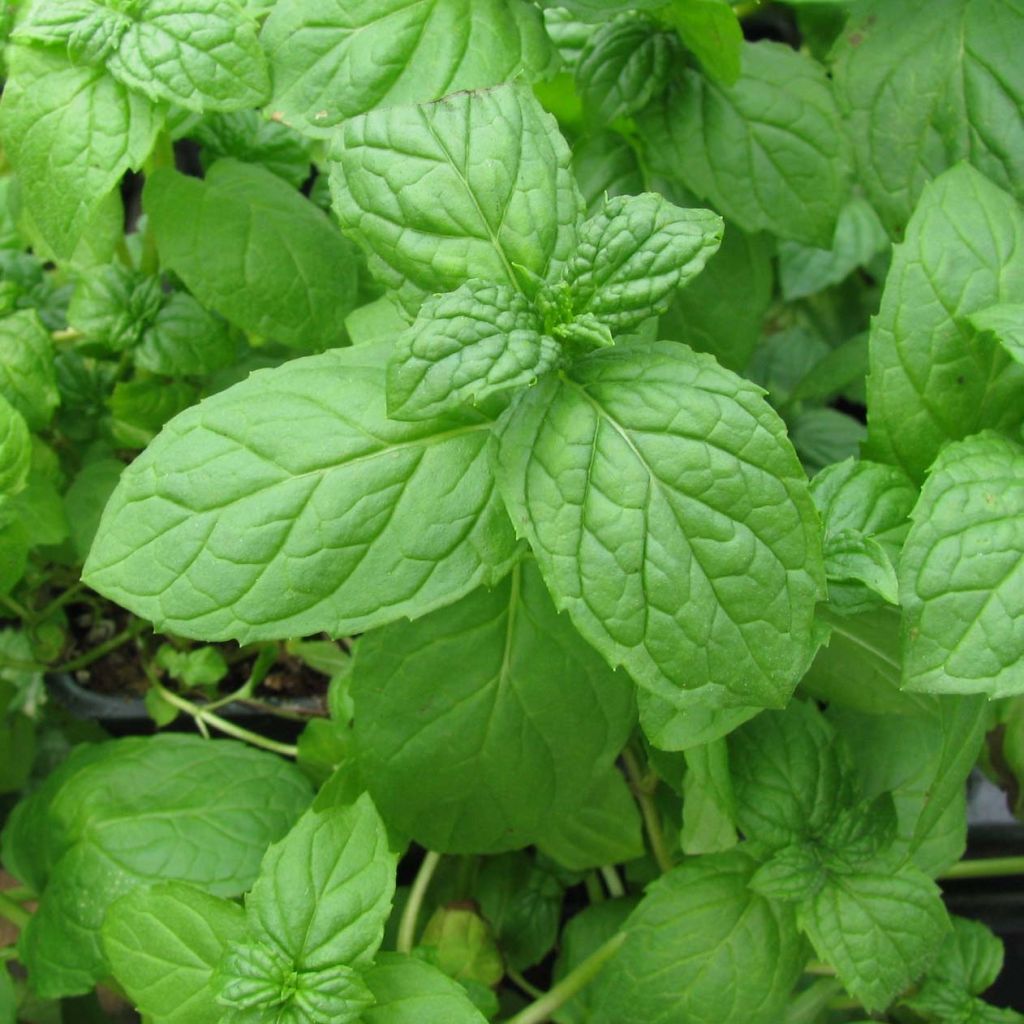 Ähren-Minze Bio - Mentha spicata