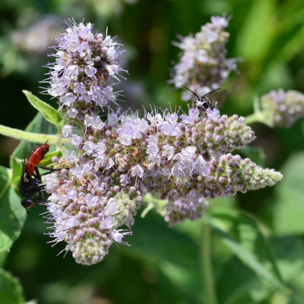 Buddleia Minze - Mentha buddleiana