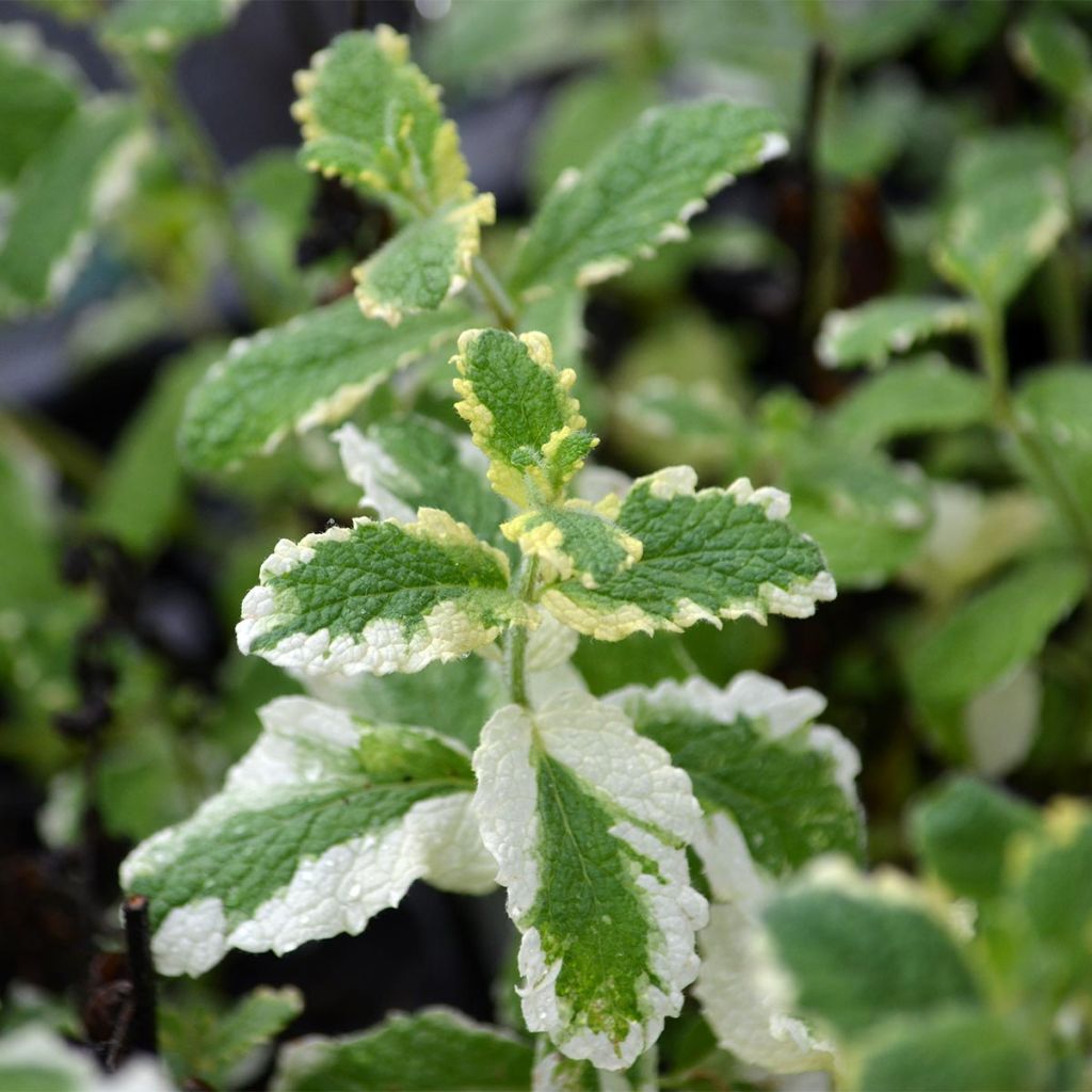 Rundblättrige Minze Variegata - Mentha suaveolens