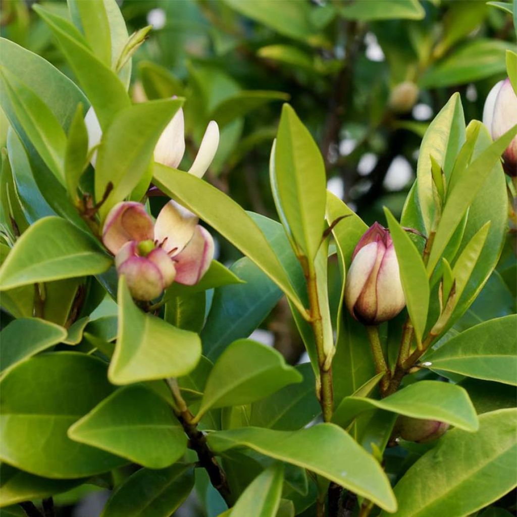 Magnolia figo - Bananenstrauch