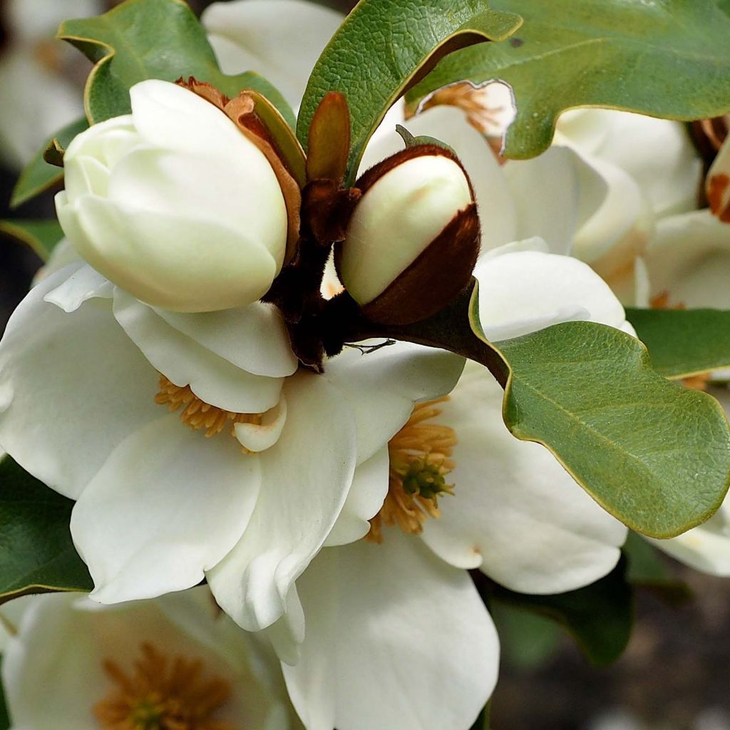 Magnolia yunnanensis Gail's Favorite - Yunnan-Magnolie