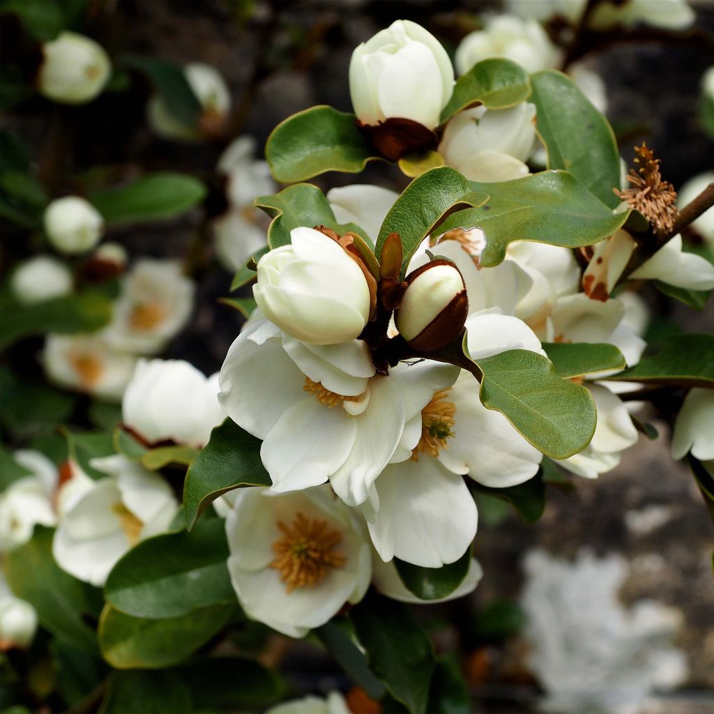 Magnolia yunnanensis Gail's Favorite - Yunnan-Magnolie