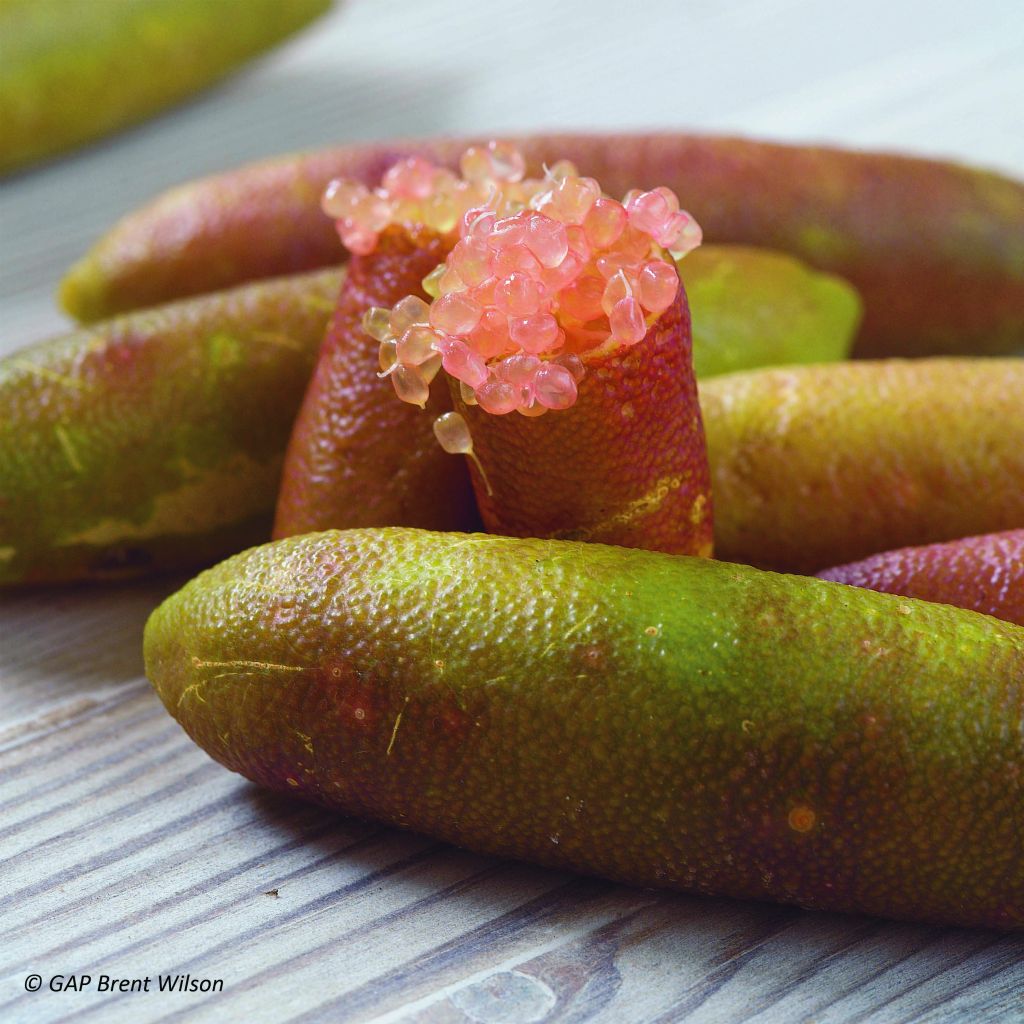 Fingerlimette - Microcitrus australasica