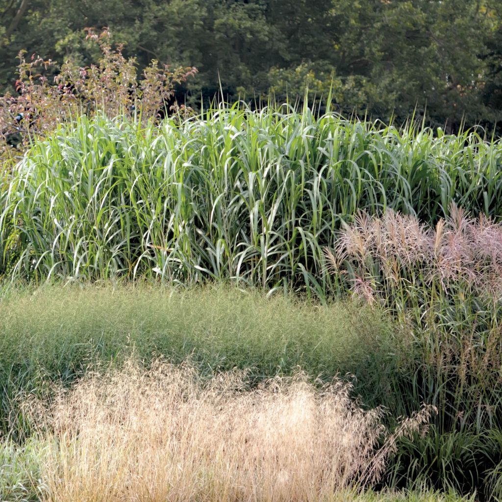 Riesen-Chinaschilf - Miscanthus giganteus