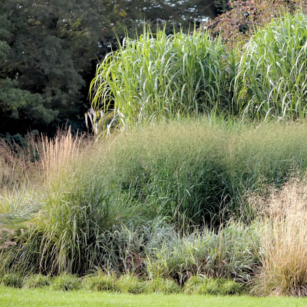 Riesen-Chinaschilf - Miscanthus giganteus