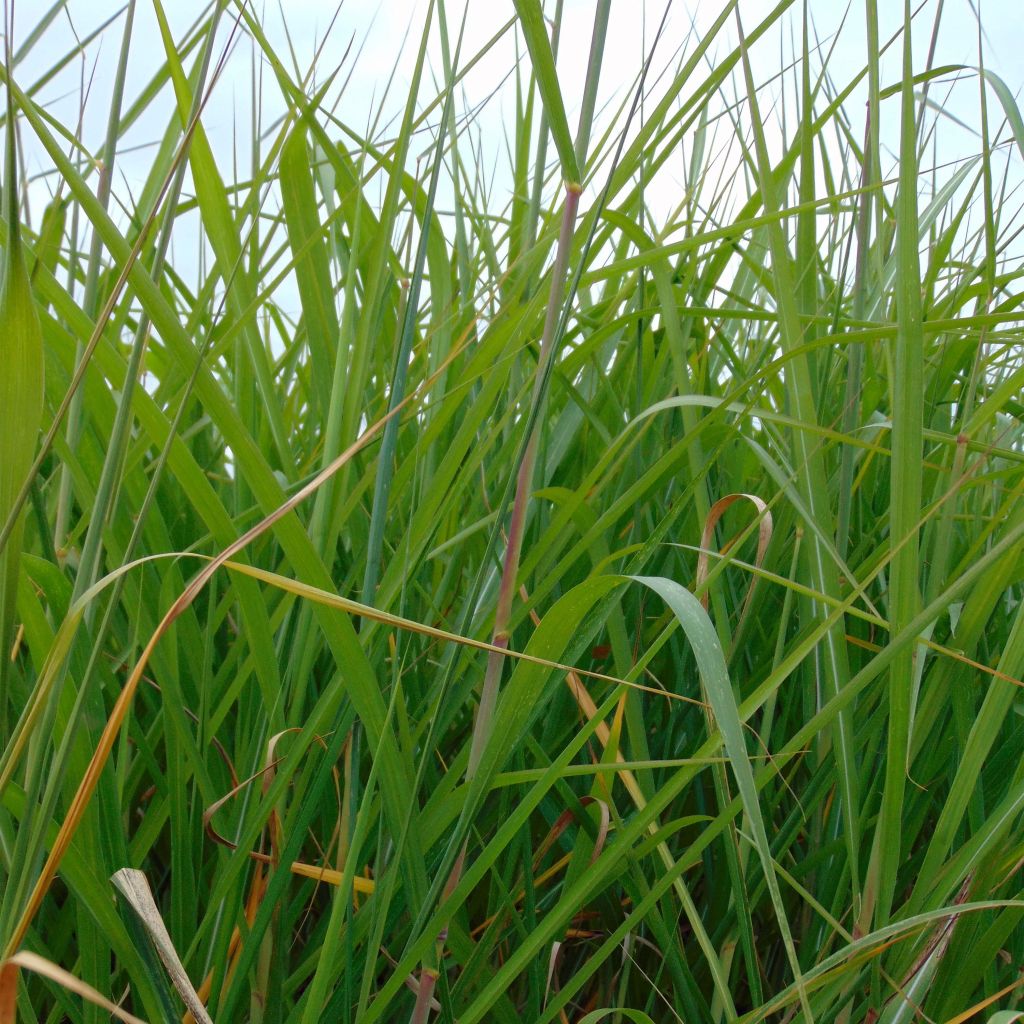 Riesen-Chinaschilf - Miscanthus giganteus