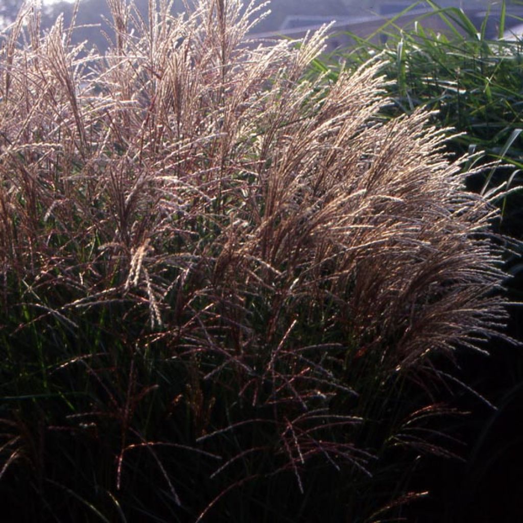 Chinaschilf Kleine Fontäne - Miscanthus sinensis