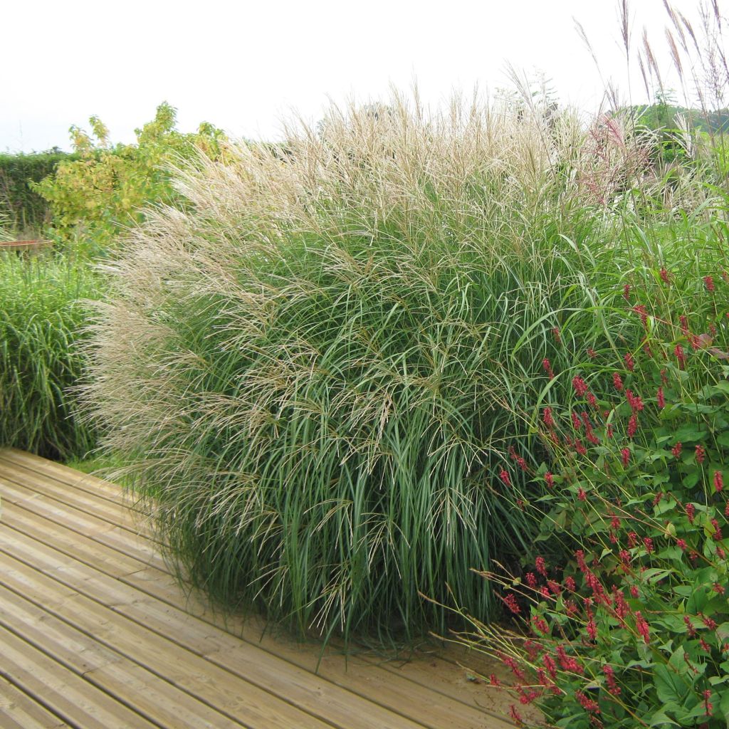 Miscanthus sinensis Adagio - Roseau de Chine