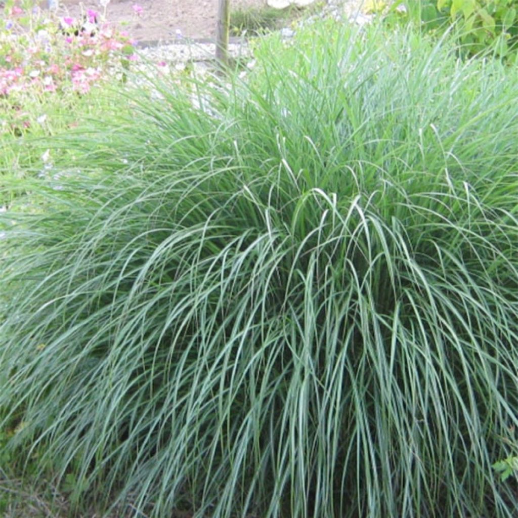 Chinaschilf Adagio - Miscanthus sinensis