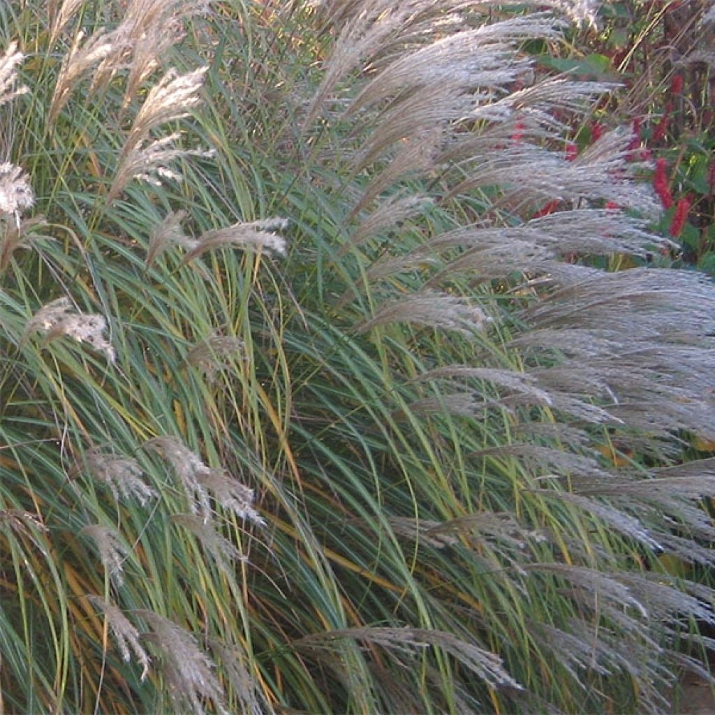 Chinaschilf Adagio - Miscanthus sinensis