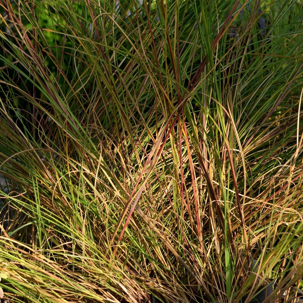 Chinaschilf Gracillimus - Miscanthus sinensis