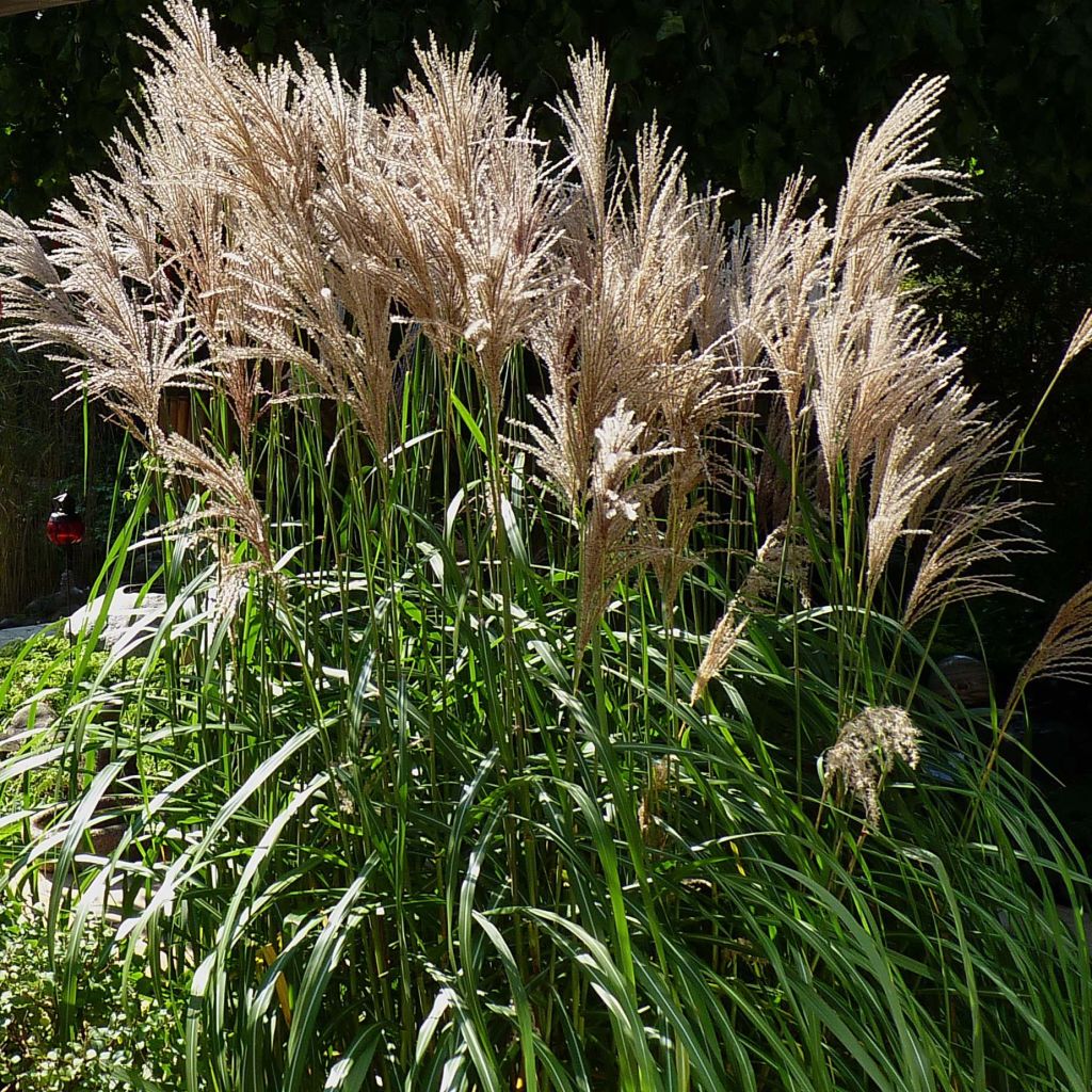 Chinaschilf Malepartus - Miscanthus sinensis