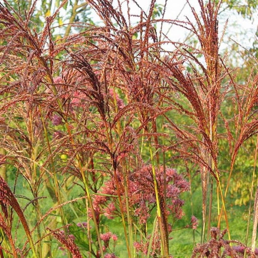 Chinaschilf Sarabande - Miscanthus sinensis