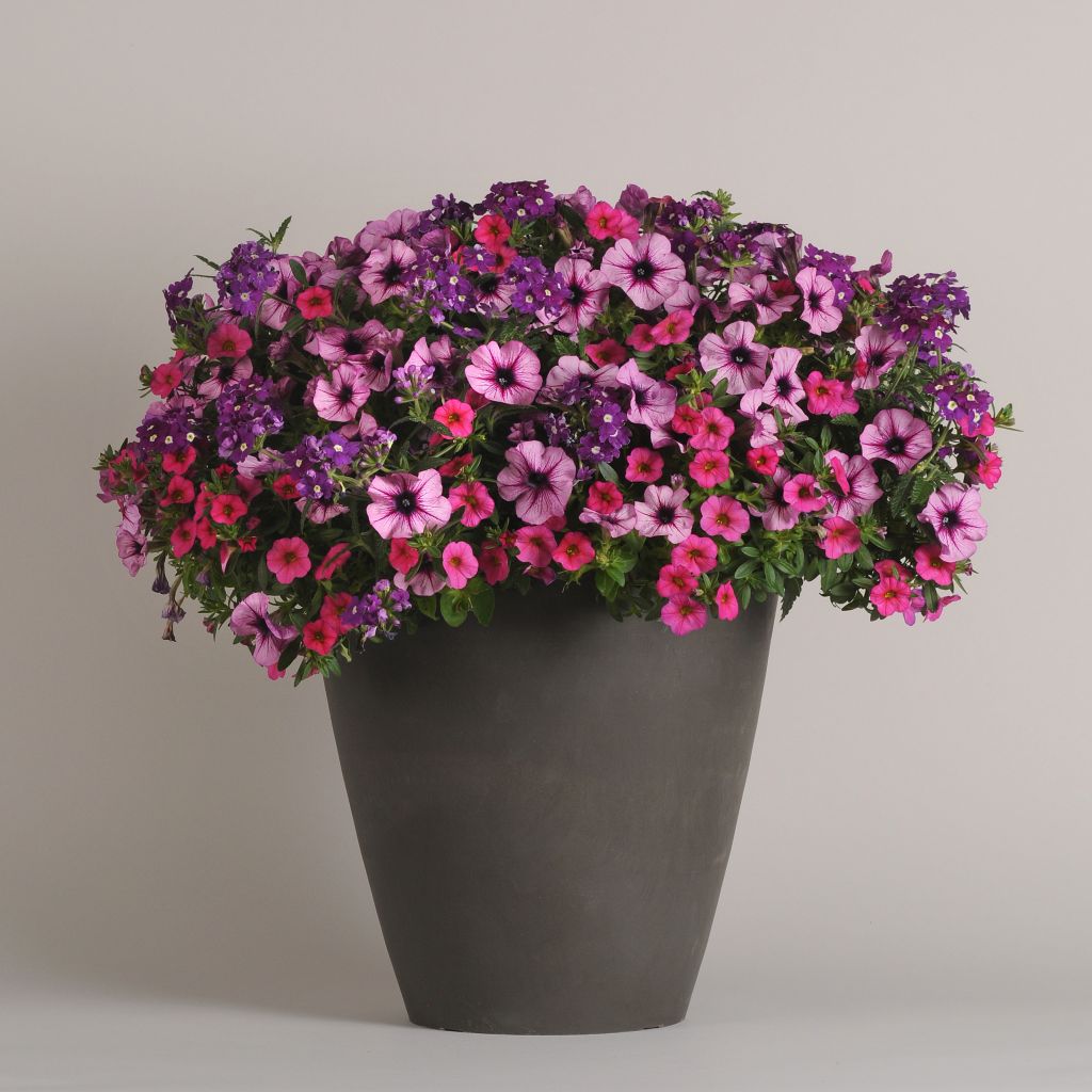 Petunia, Calibrachoa, Verbena