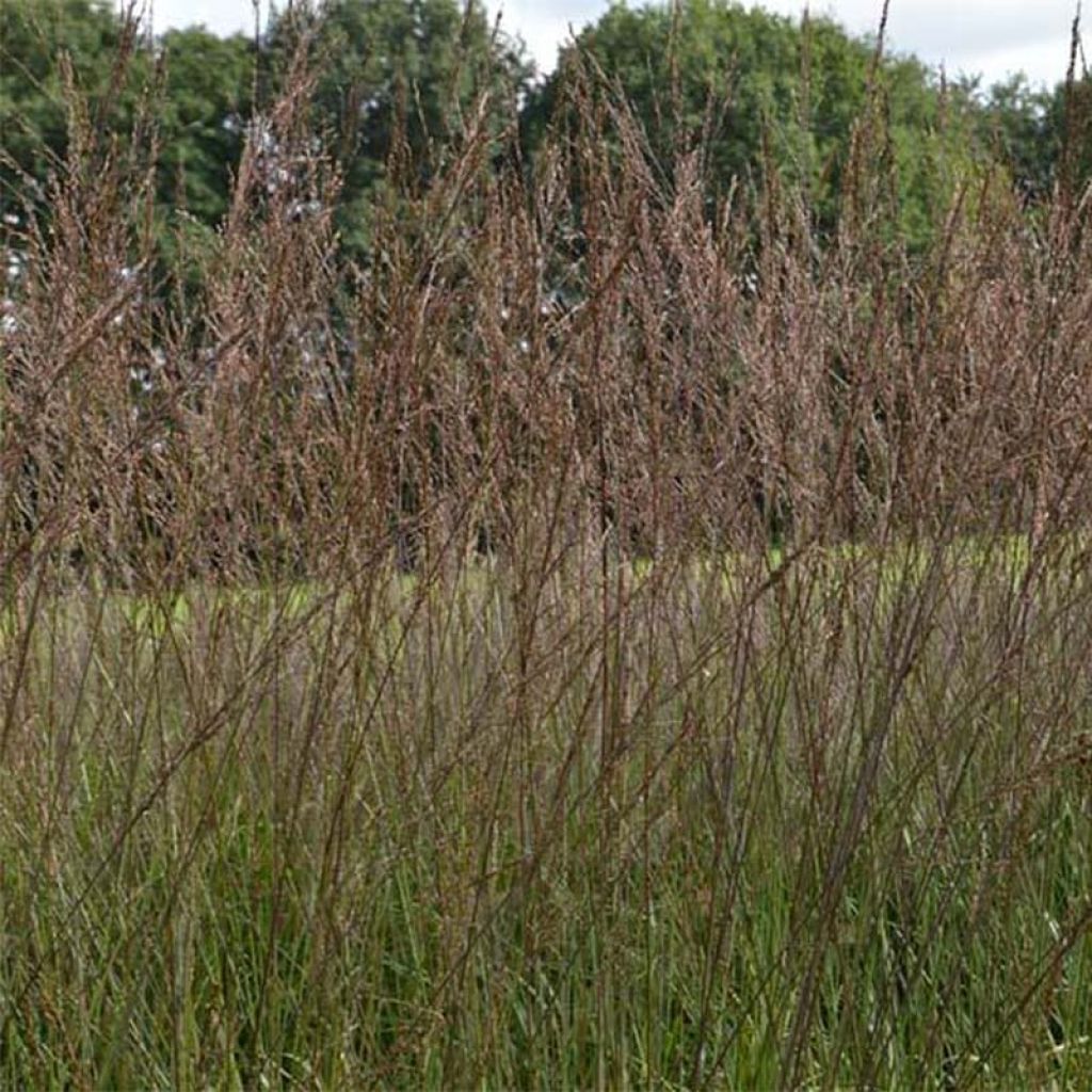 Molinia caerulea subsp. arundinacea Karl Foerster - Rohr-Pfeifengras