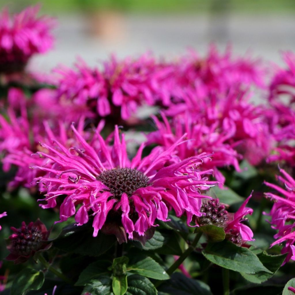 Monarda Bee-True - Indianernessel