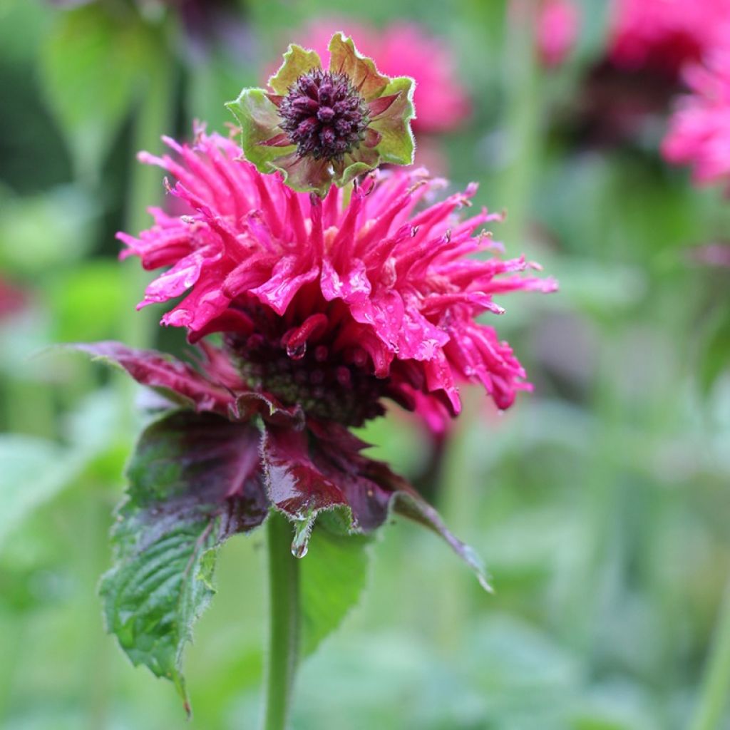 Monarda Bee-True - Indianernessel