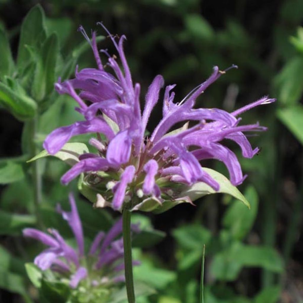 Monarde fistulosa menthifolia, Bergamote sauvage