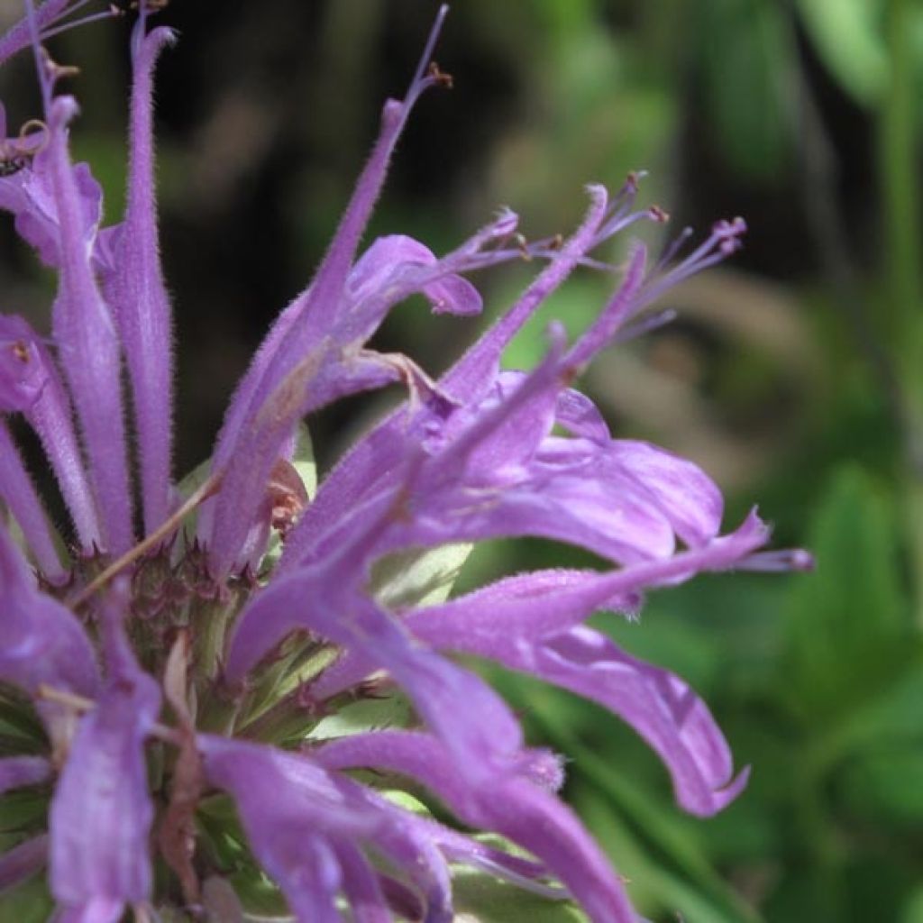 Monarde fistulosa menthifolia, Bergamote sauvage