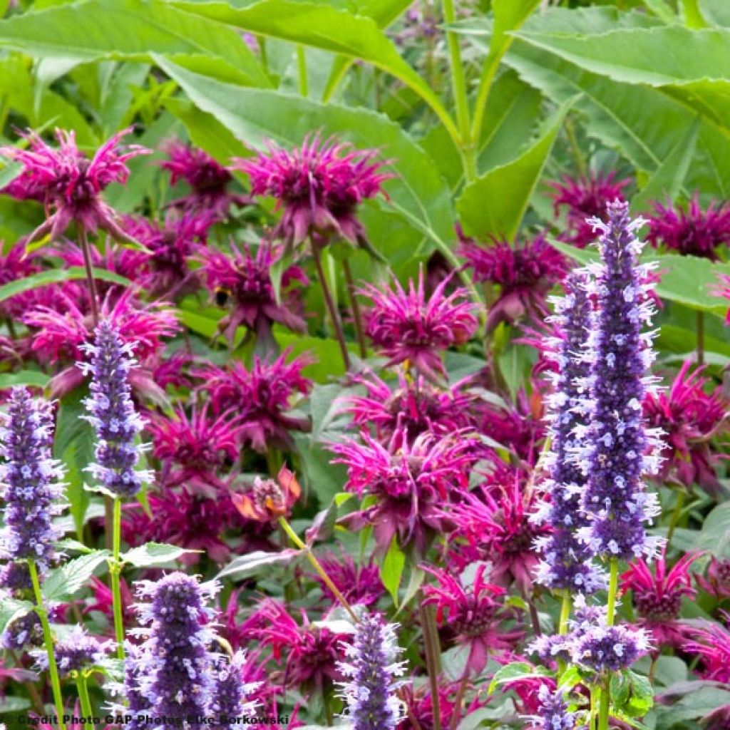 Monarda Heidelerche - Indianernessel