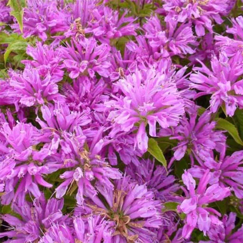 Monarda Petite Delight - Indianernessel