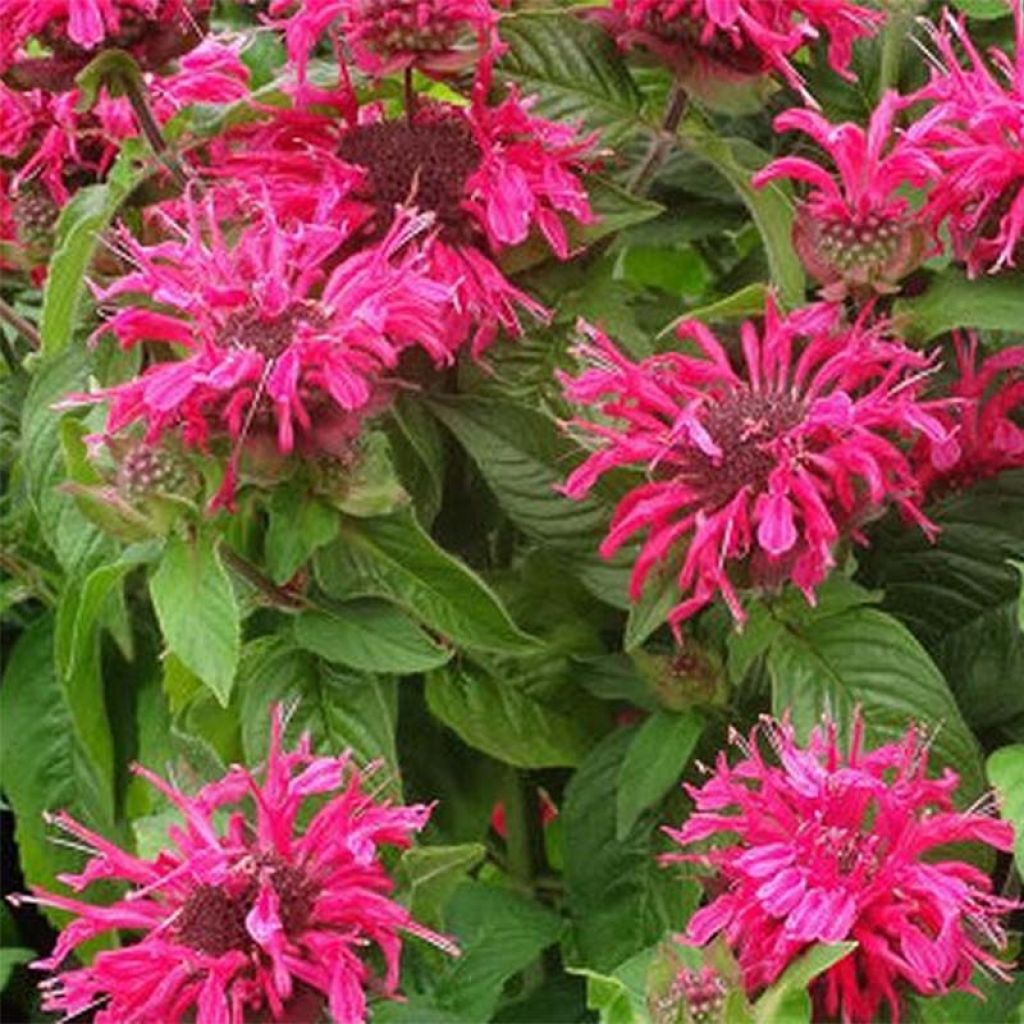 Monarda Pink Lace - Indianernessel