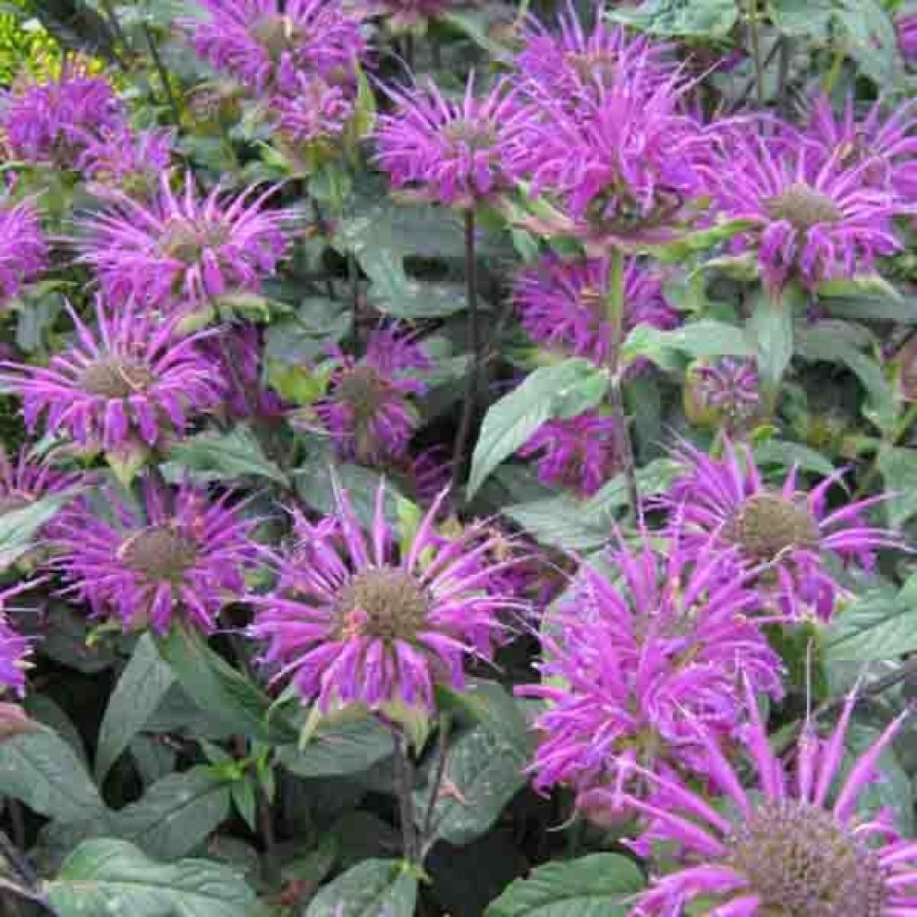 Monarda Prärienacht - Indianernessel