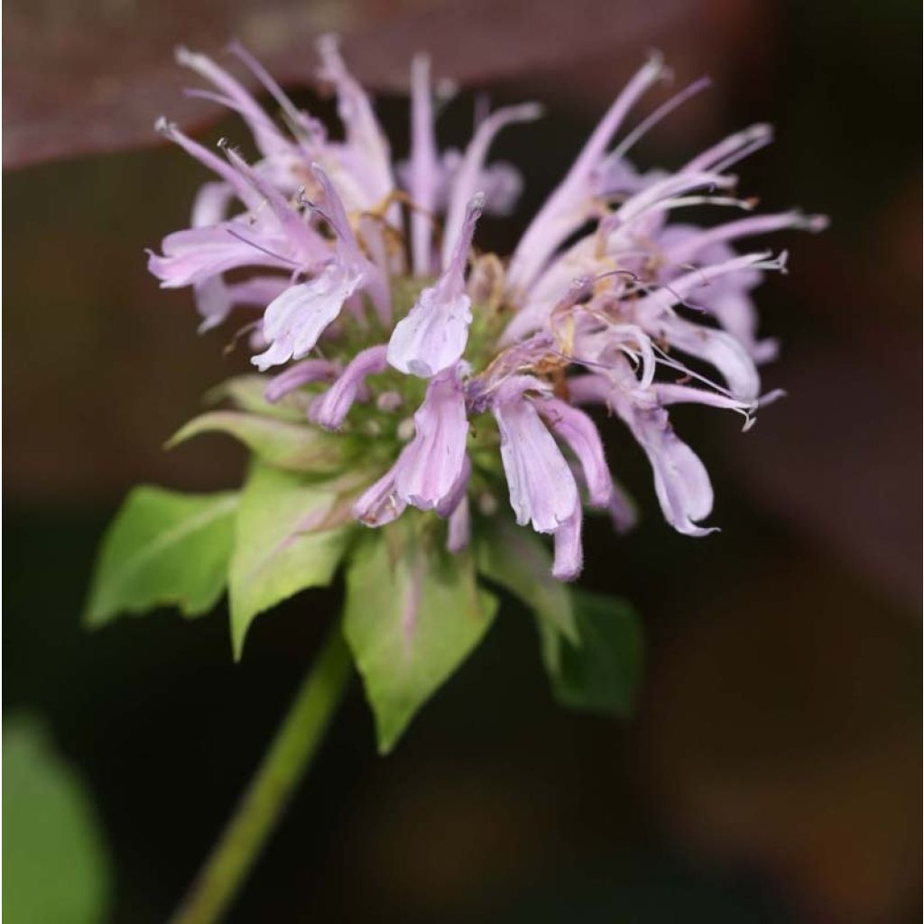 Monarda Beauty of Cobham - Indianernessel