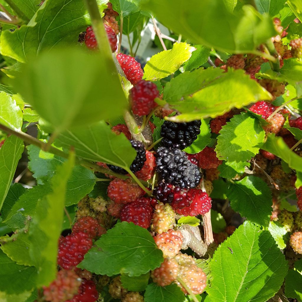 Zwerg-Maulbeere Bonbonberry ‘Mojo Berry’ - Morus rotundiloba