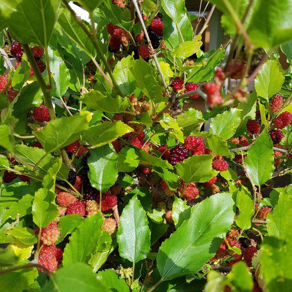 Zwerg-Maulbeere Bonbonberry ‘Mojo Berry’ - Morus rotundiloba