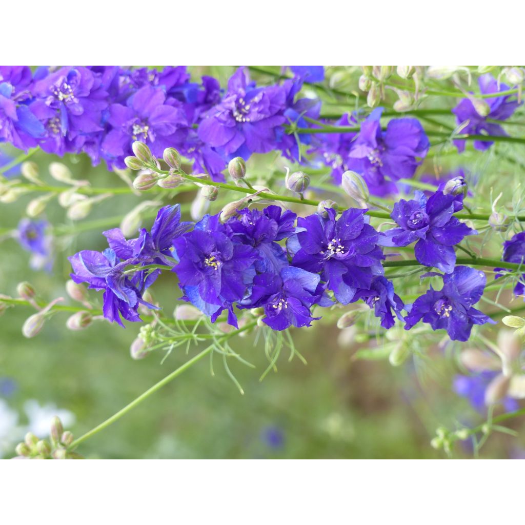 Delphinium consolida DelQIS White Blue Edge (Samen) - Acker-Rittersporn