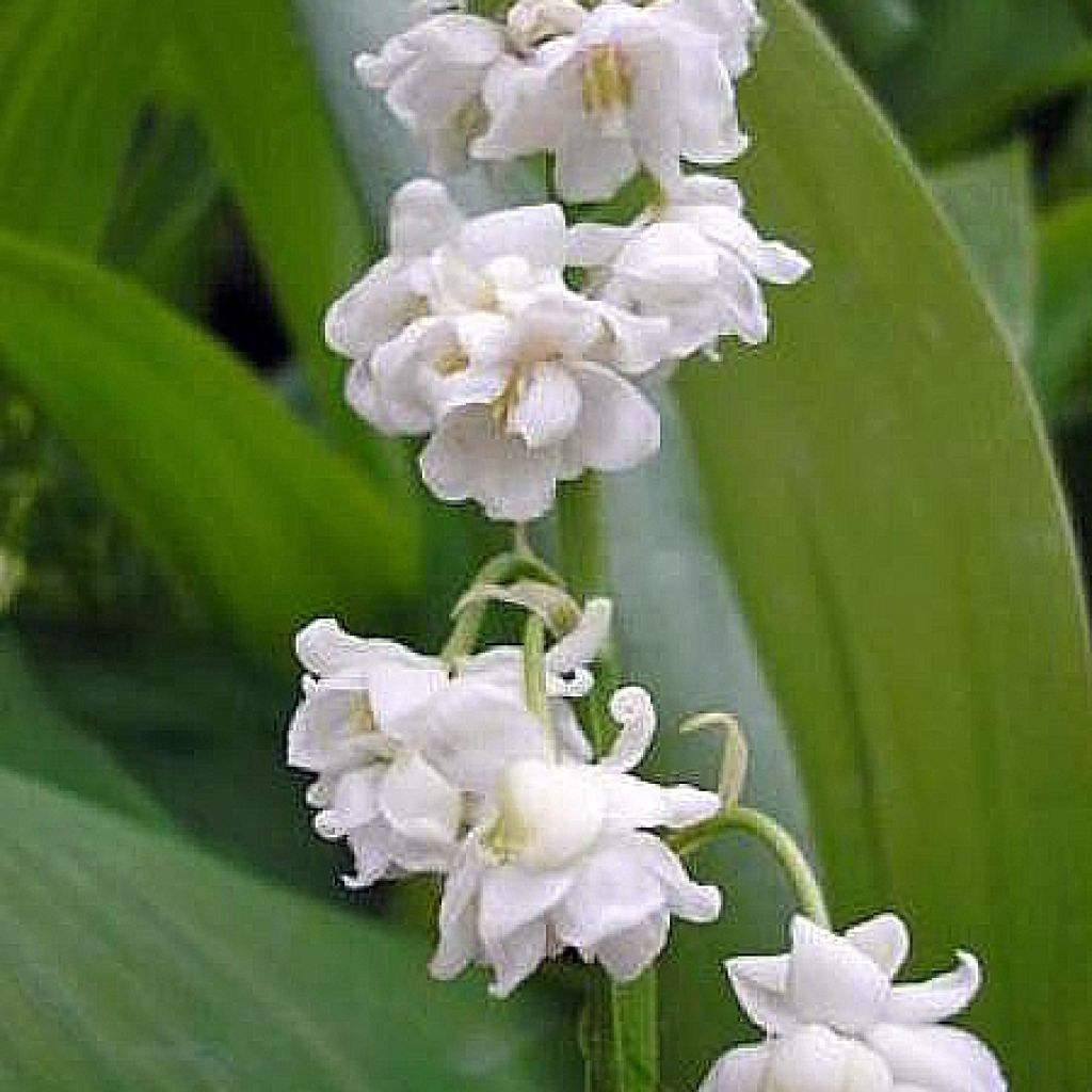 Convallaria majalis Prolificans - Maiglöckchen