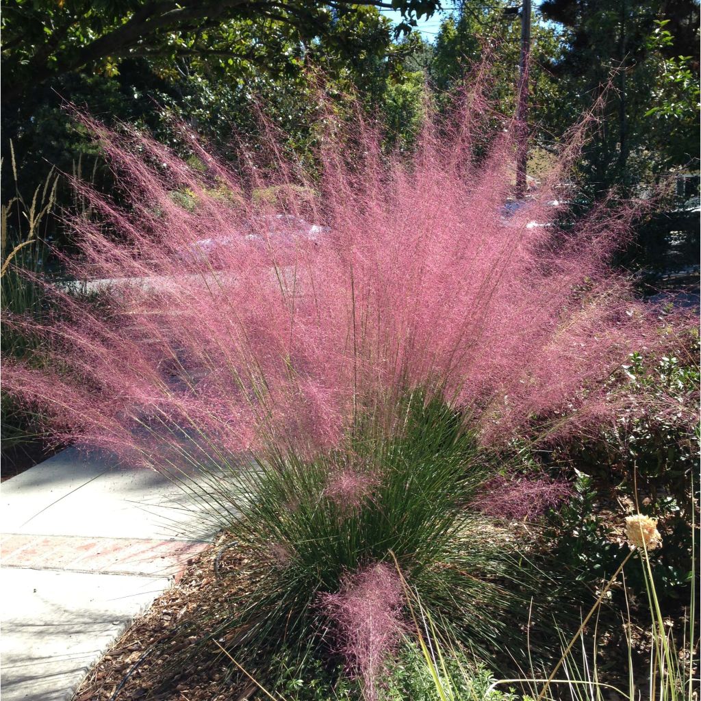 Muhlenbergia capillaris - Rosa Haargras