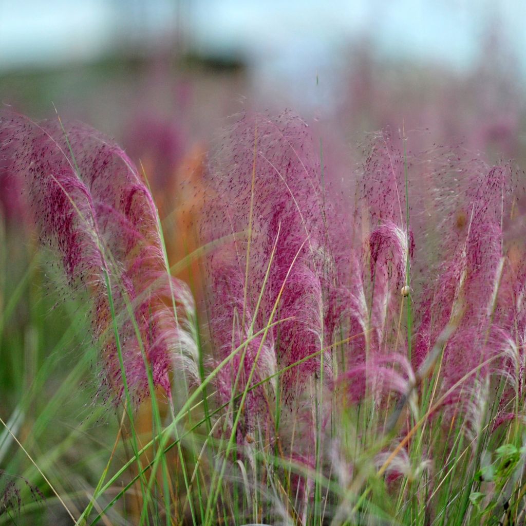 Muhlenbergia capillaris - Rosa Haargras