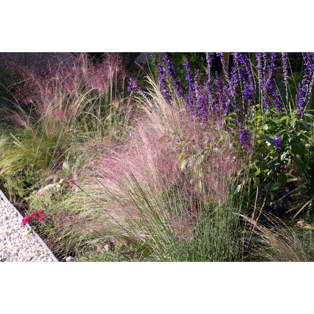 Muhlenbergia capillaris - Rosa Haargras