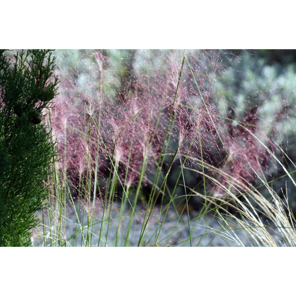 Muhlenbergia capillaris - Rosa Haargras