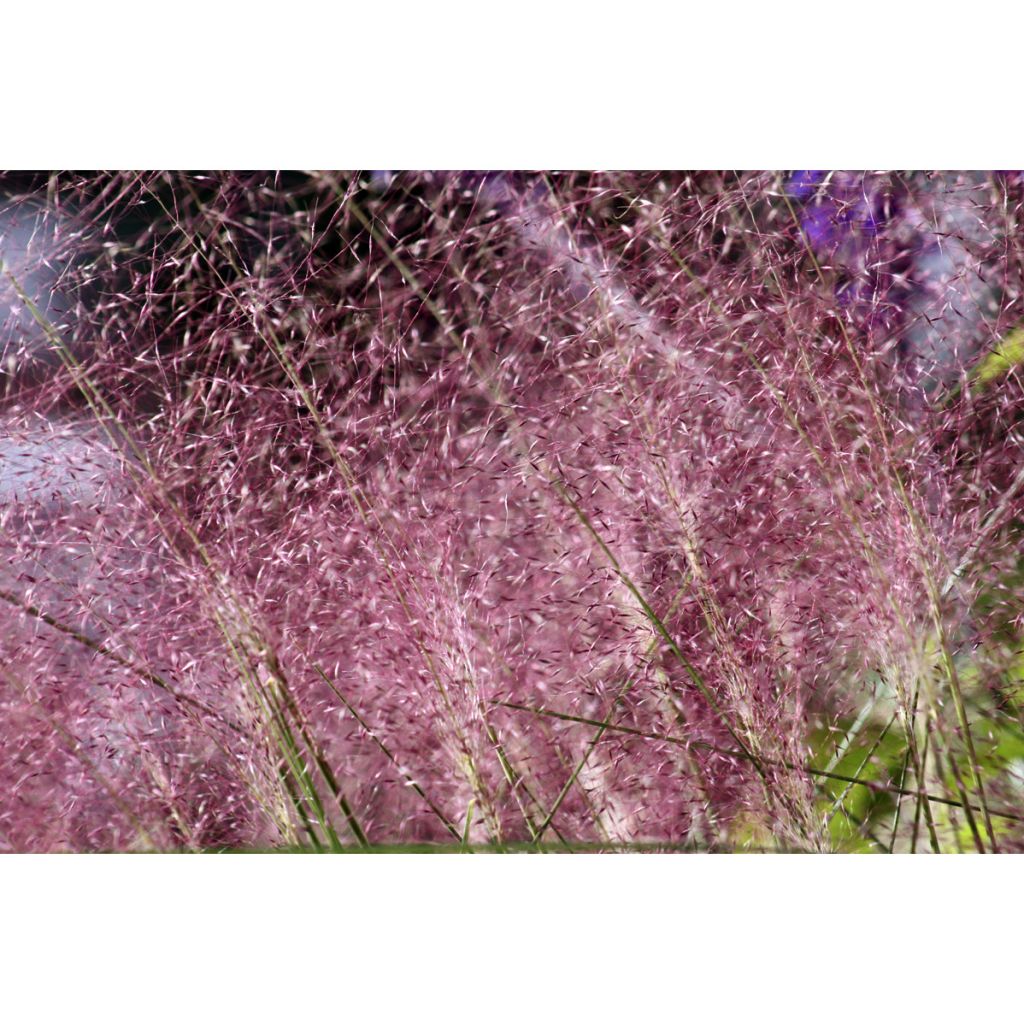 Muhlenbergia capillaris - Rosa Haargras