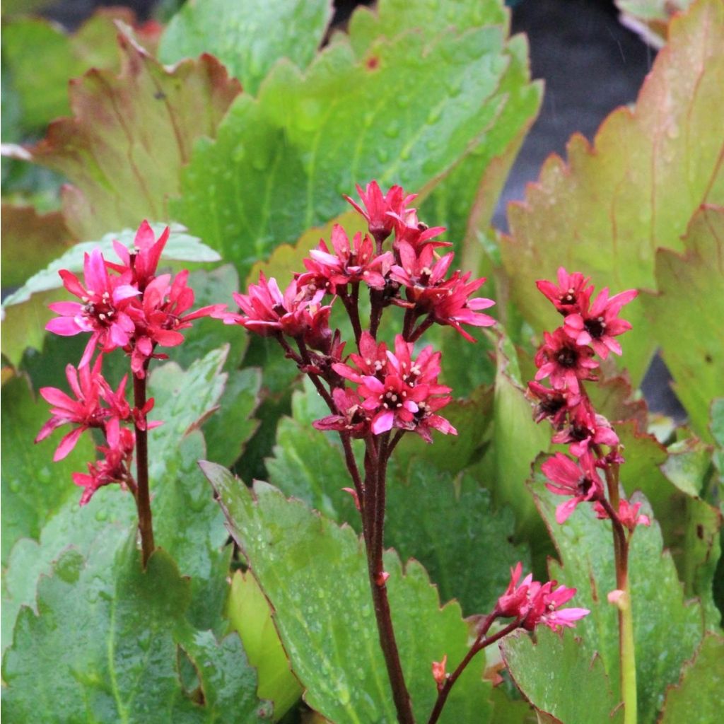 Mukgenia Nova Flame - Hybrid-Ahornblatt