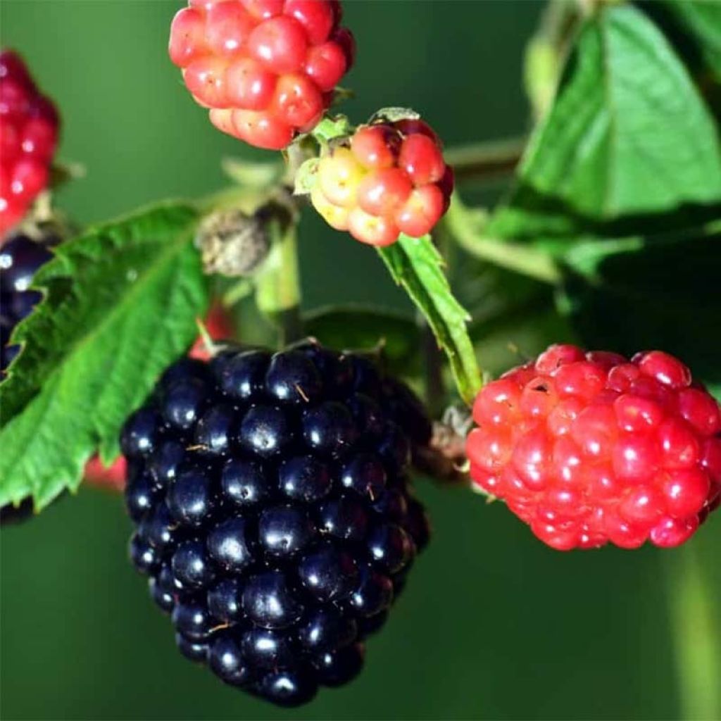 Loganbeere Loganberry - Rubus x loganobaccus