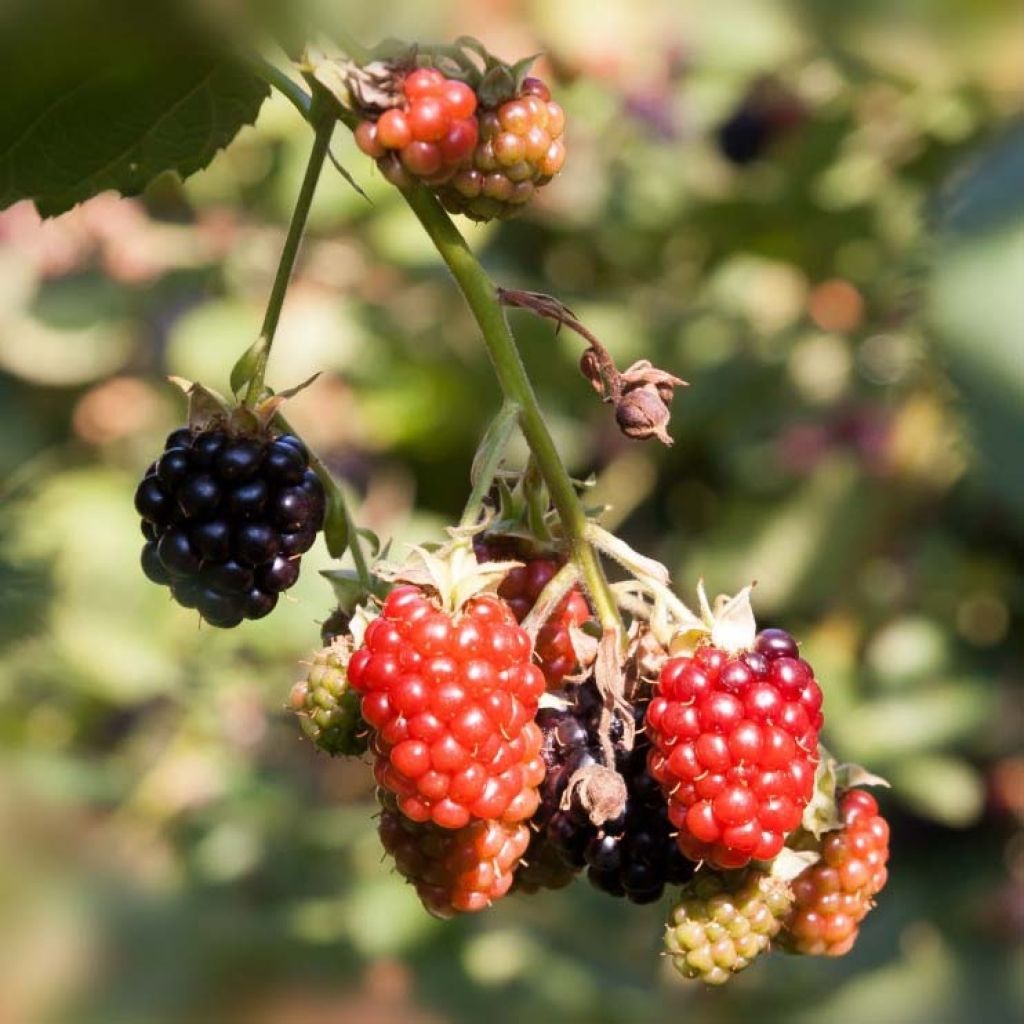 Loganbeere Loganberry - Rubus x loganobaccus