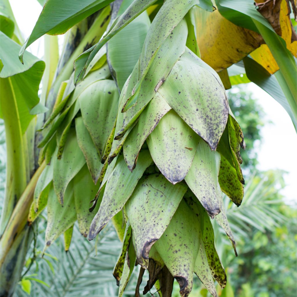 Ensete glaucum - Schneebanane