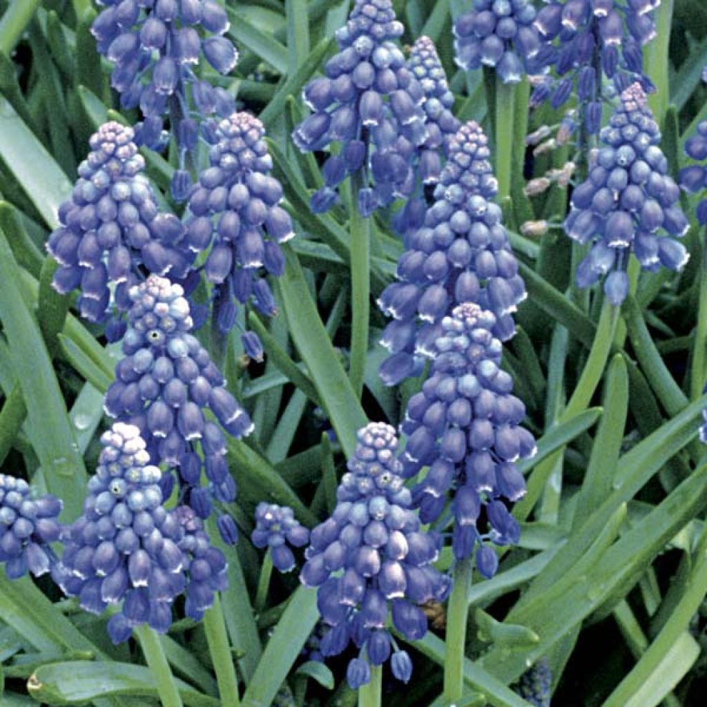 Muscari armeniacum