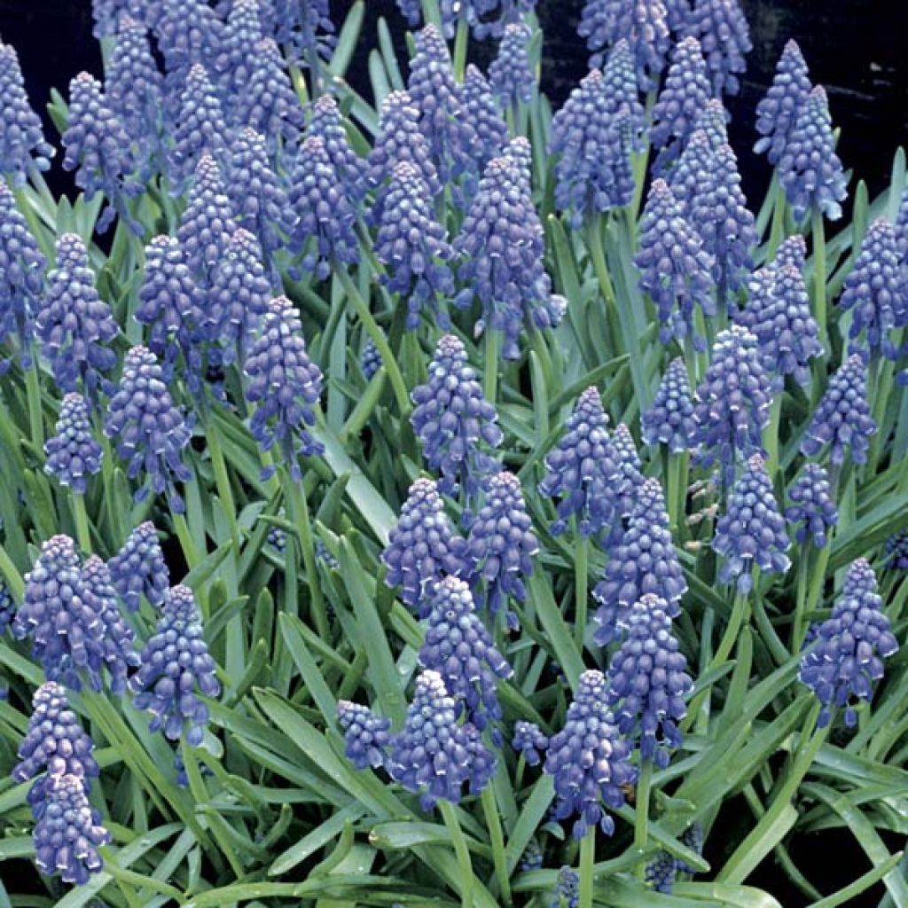 Muscari armeniacum