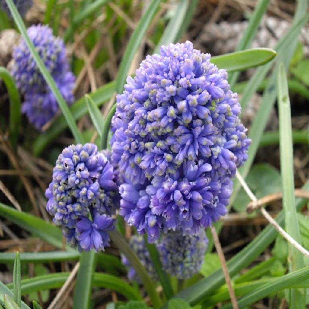 Muscari armeniacum Blue Spike