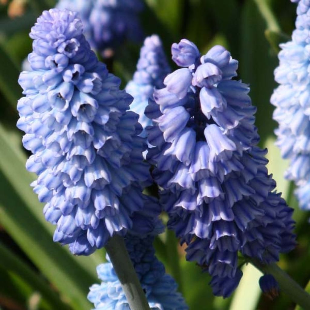 Muscari azureum - Himmelblaue Traubenhyazinthe